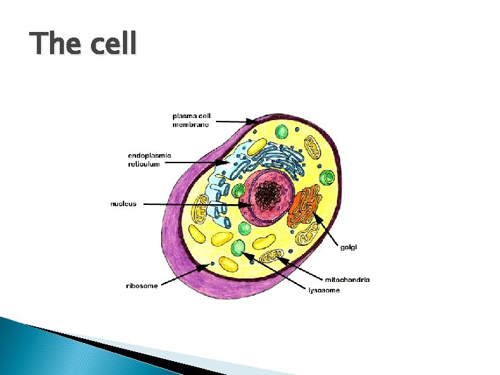 The cell 