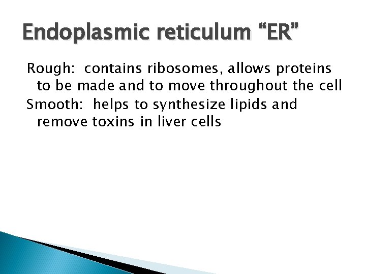 Endoplasmic reticulum “ER” Rough: contains ribosomes, allows proteins to be made and to move