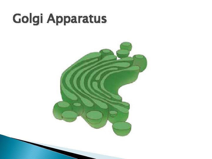 Golgi Apparatus 