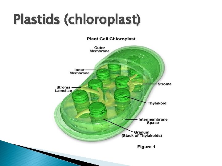 Plastids (chloroplast) 