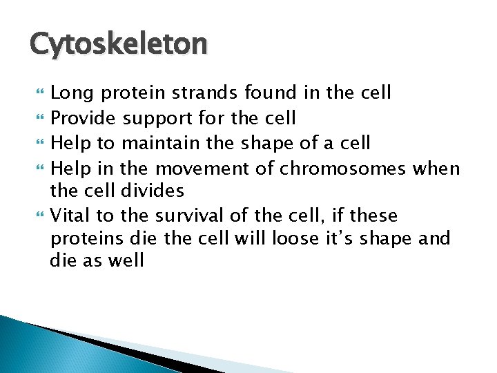 Cytoskeleton Long protein strands found in the cell Provide support for the cell Help