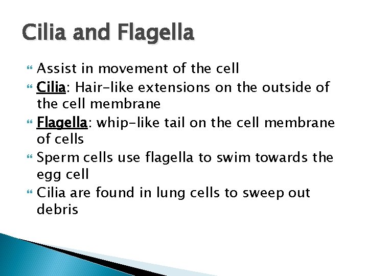 Cilia and Flagella Assist in movement of the cell Cilia: Hair-like extensions on the