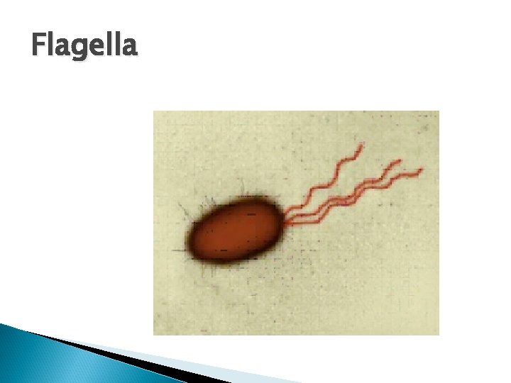 Flagella 