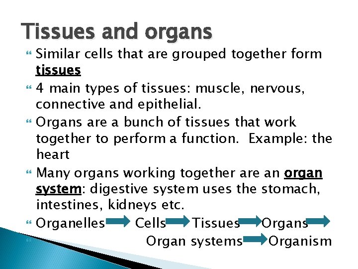 Tissues and organs Similar cells that are grouped together form tissues 4 main types