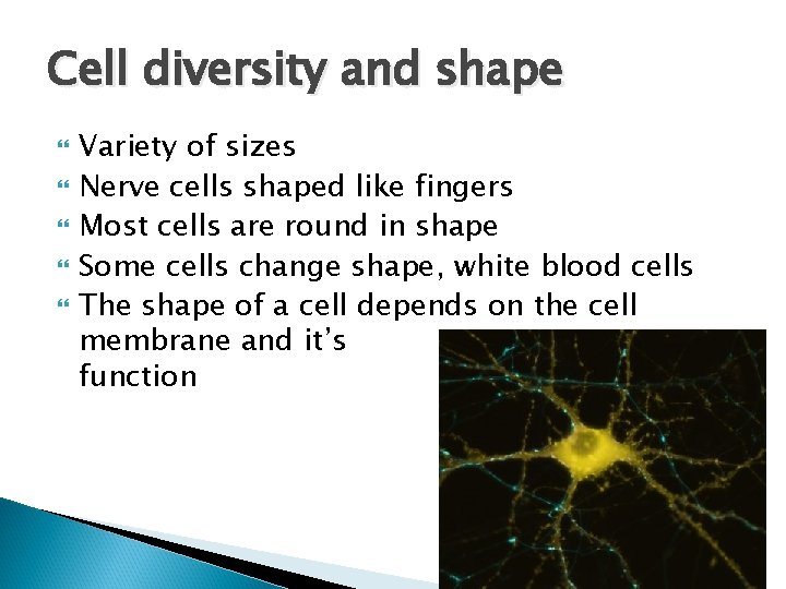 Cell diversity and shape Variety of sizes Nerve cells shaped like fingers Most cells