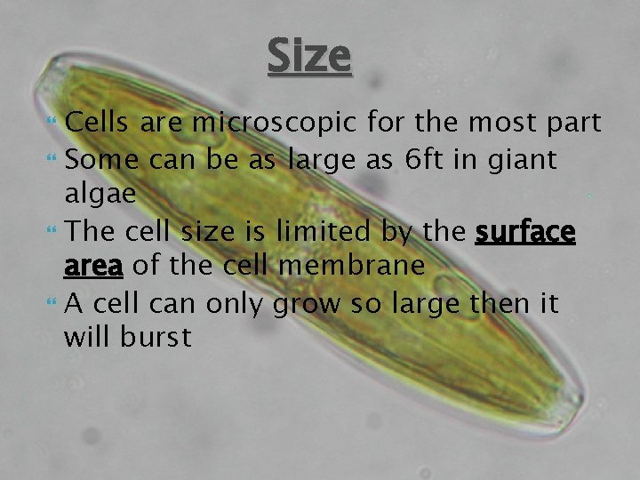 Size Cells are microscopic for the most part Some can be as large as
