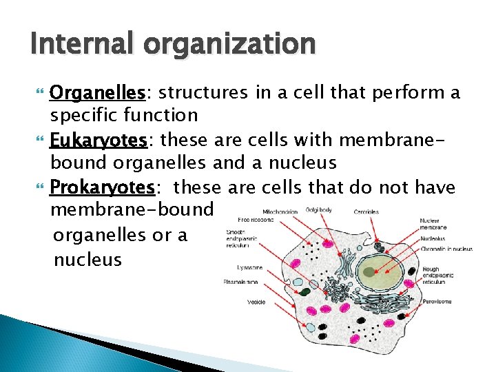 Internal organization Organelles: structures in a cell that perform a specific function Eukaryotes: these