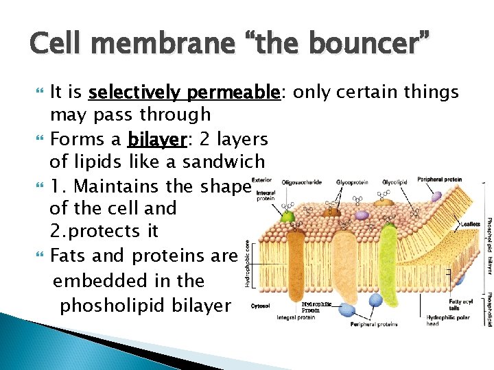 Cell membrane “the bouncer” It is selectively permeable: only certain things may pass through