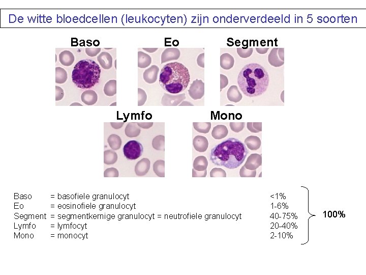 Hematologie kennis van bloed beenmerg en lymfklieren Afdeling
