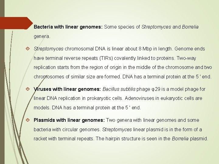  Bacteria with linear genomes: Some species of Streptomyces and Borrelia genera. Streptomyces chromosomal