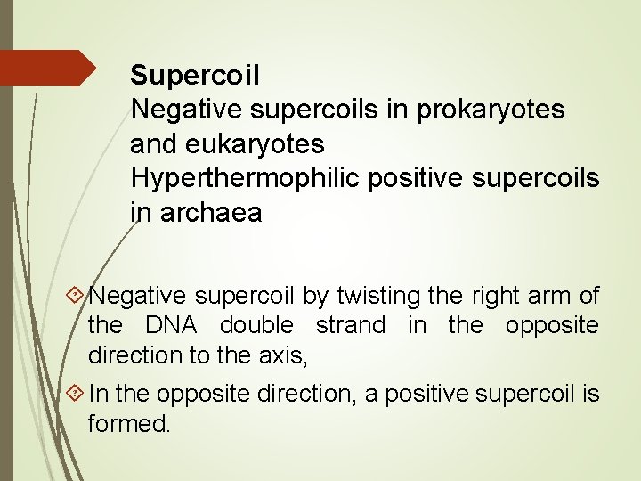Supercoil Negative supercoils in prokaryotes and eukaryotes Hyperthermophilic positive supercoils in archaea Negative supercoil