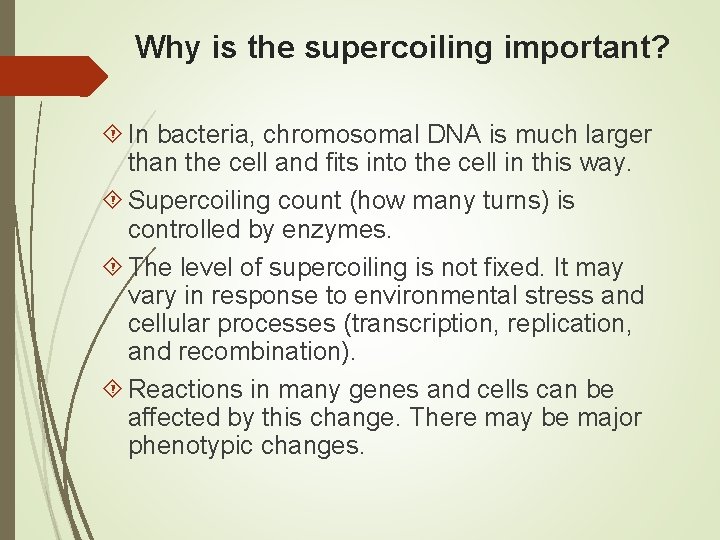 Why is the supercoiling important? In bacteria, chromosomal DNA is much larger than the