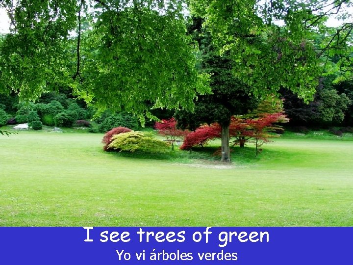 I see trees of green Yo vi árboles verdes I see trees of green Yo vi árboles verdes