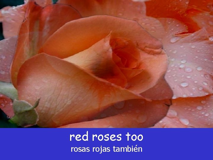red roses too rosas rojas también red roses too rosas rojas también