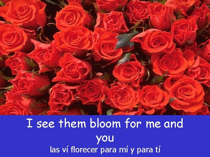 I see them bloom for me and you las ví florecer para mí y I see them bloom for me and you las ví florecer para mí y