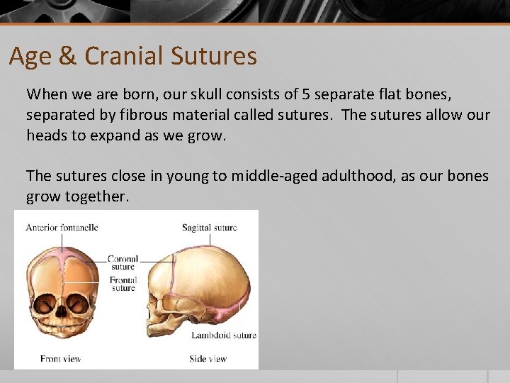 Age & Cranial Sutures When we are born, our skull consists of 5 separate