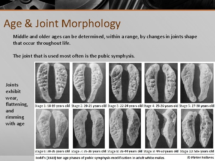 Age & Joint Morphology Middle and older ages can be determined, within a range,