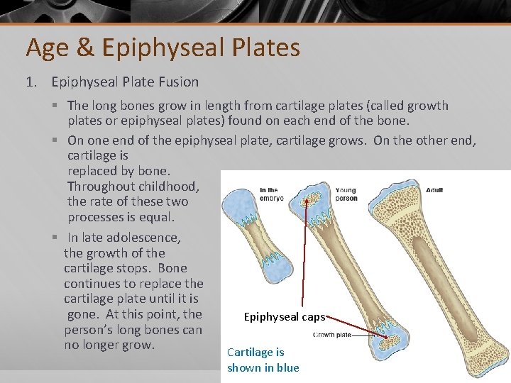 Age & Epiphyseal Plates 1. Epiphyseal Plate Fusion § The long bones grow in