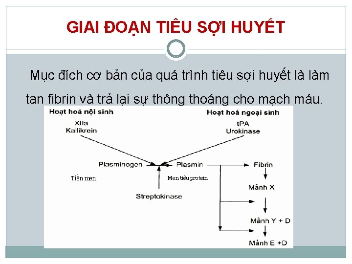 GIAI ĐOẠN TIÊU SỢI HUYẾT Mục đích cơ bản của quá trình tiêu sợi