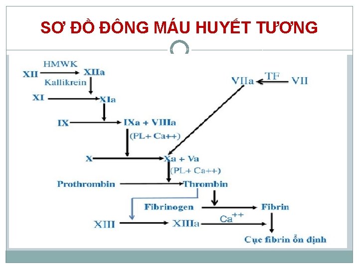 SƠ ĐỒ ĐÔNG MÁU HUYẾT TƯƠNG 