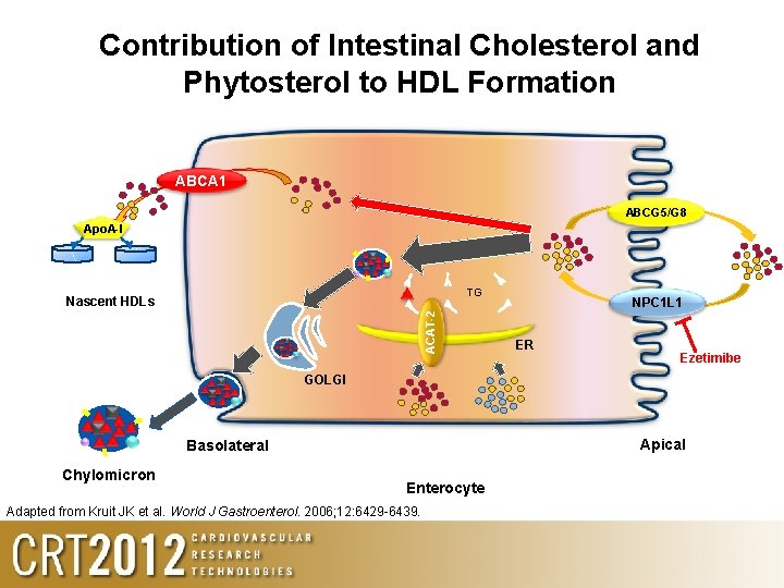 Contribution of Intestinal Cholesterol and Phytosterol to HDL Formation ABCA 1 ABCG 5/G 8