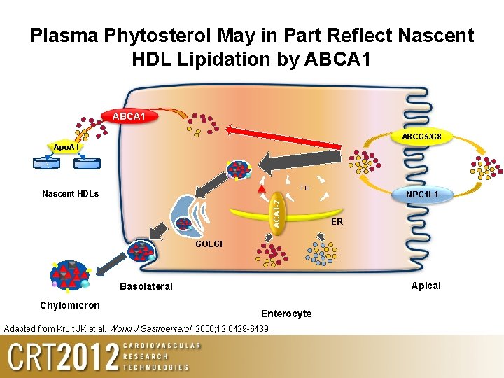 Plasma Phytosterol May in Part Reflect Nascent HDL Lipidation by ABCA 1 ABCG 5/G