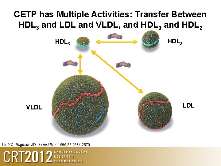CETP has Multiple Activities: Transfer Between HDL 3 and LDL and VLDL, and HDL