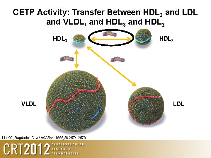 CETP Activity: Transfer Between HDL 3 and LDL and VLDL, and HDL 3 and