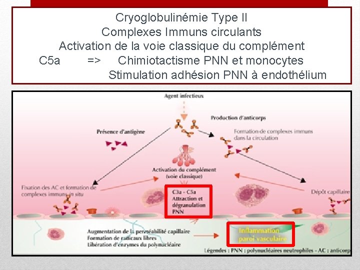 Cryoglobulinémie Type II Complexes Immuns circulants Activation de la voie classique du complément C