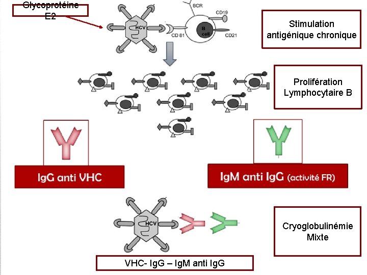Glycoprotéine E 2 Stimulation antigénique chronique Prolifération Lymphocytaire B Cryoglobulinémie Mixte VHC- Ig. G
