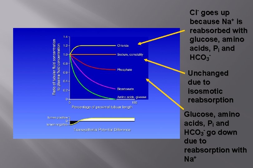 Cl- goes up because Na+ is reabsorbed with glucose, amino acids, Pi and HCO