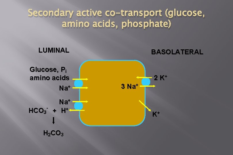 Secondary active co-transport (glucose, amino acids, phosphate) LUMINAL Glucose, Pi amino acids Na+ HCO