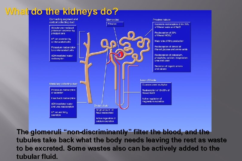 What do the kidneys do? The glomeruli “non-discriminantly” filter the blood, and the tubules