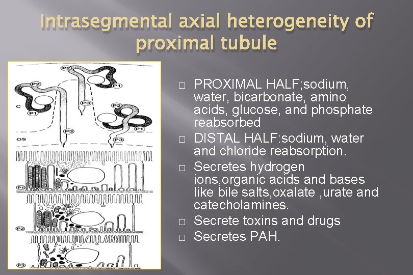 Intrasegmental axial heterogeneity of proximal tubule � � � PROXIMAL HALF; sodium, water, bicarbonate,