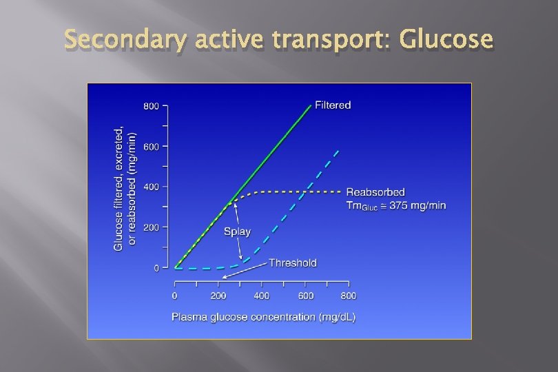 Secondary active transport: Glucose 