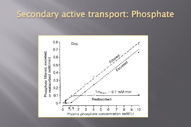 Secondary active transport: Phosphate 