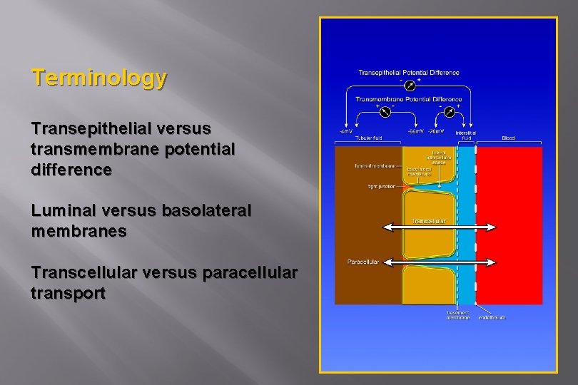 Terminology Transepithelial versus transmembrane potential difference Luminal versus basolateral membranes Transcellular versus paracellular transport