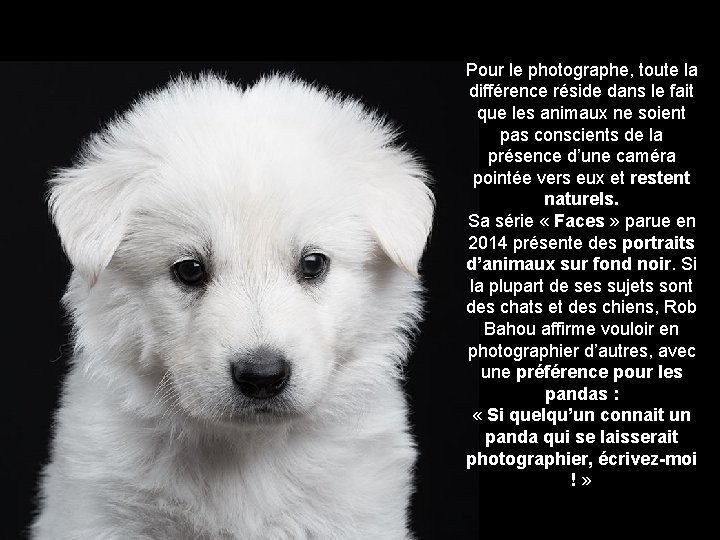 Pour le photographe, toute la différence réside dans le fait que les animaux ne