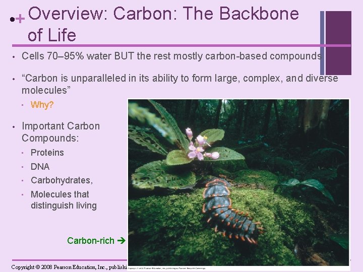  • + Overview: Carbon: The Backbone of Life • Cells 70– 95% water