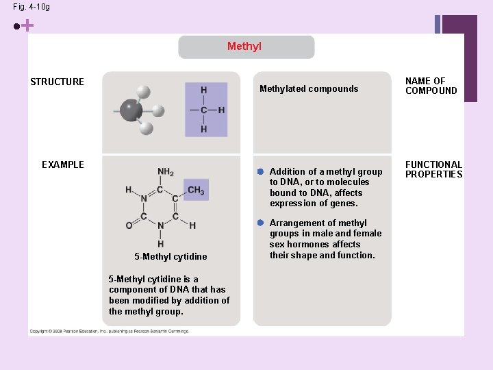 Fig. 4 -10 g • + Methyl STRUCTURE Methylated compounds EXAMPLE Addition of a