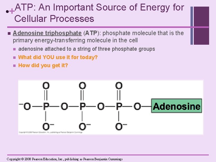 ATP: An Important Source of Energy for • + Cellular Processes n Adenosine triphosphate