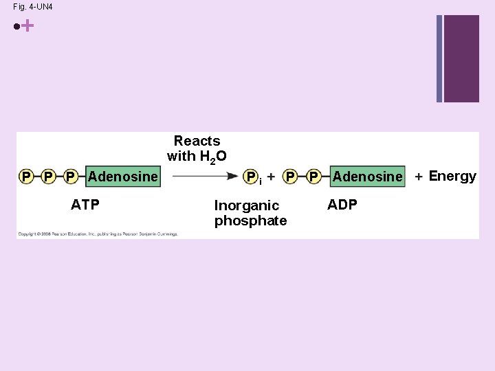 Fig. 4 -UN 4 • + Reacts with H 2 O P P P