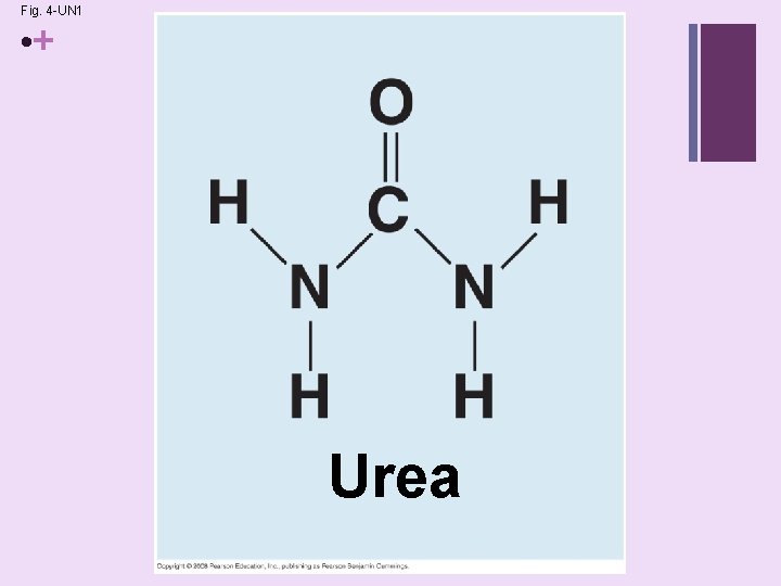 Fig. 4 -UN 1 • + Urea 