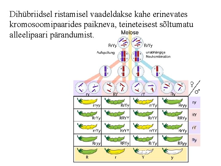 Dihübriidsel ristamisel vaadeldakse kahe erinevates kromosoomipaarides paikneva, teineteisest sõltumatu alleelipaari pärandumist. 