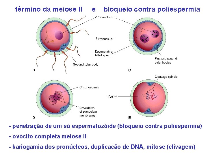 término da meiose II e bloqueio contra poliespermia - penetração de um só espermatozóide