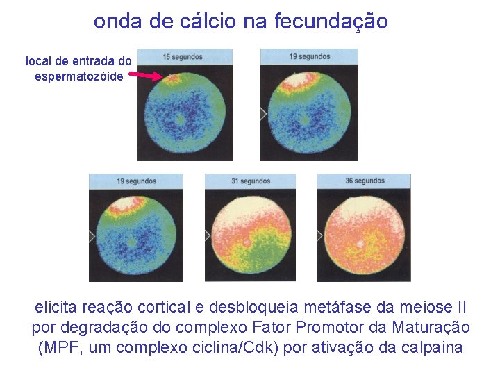 onda de cálcio na fecundação local de entrada do espermatozóide elicita reação cortical e