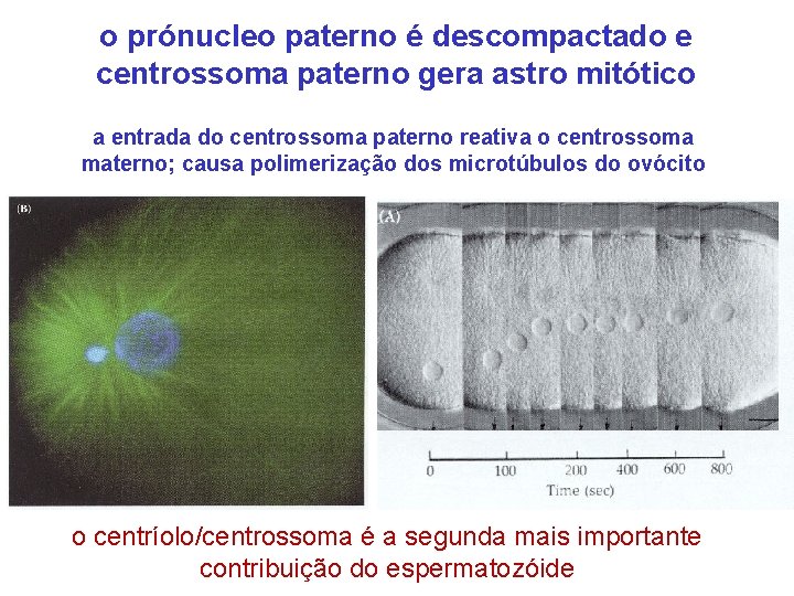 o prónucleo paterno é descompactado e centrossoma paterno gera astro mitótico a entrada do