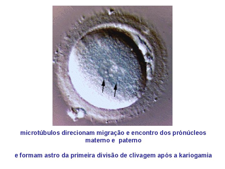 microtúbulos direcionam migração e encontro dos prónúcleos materno e paterno e formam astro da