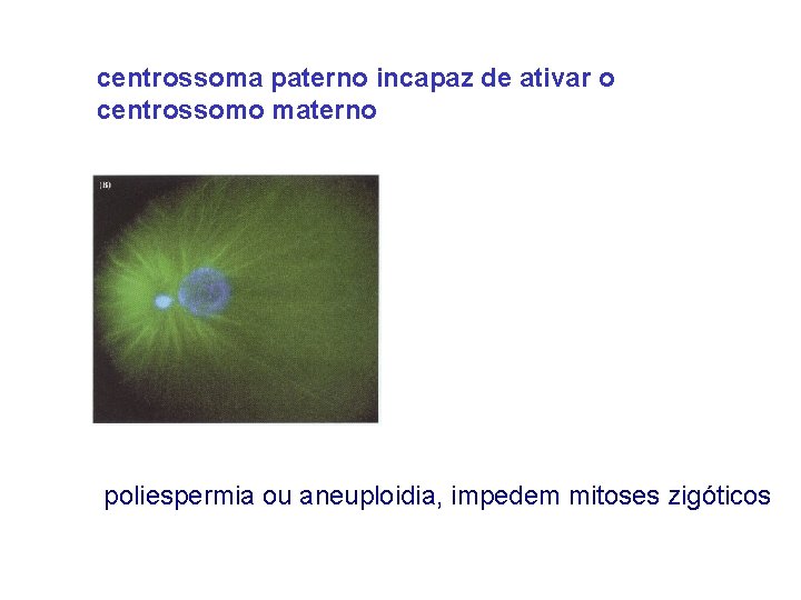 centrossoma paterno incapaz de ativar o centrossomo materno poliespermia ou aneuploidia, impedem mitoses zigóticos