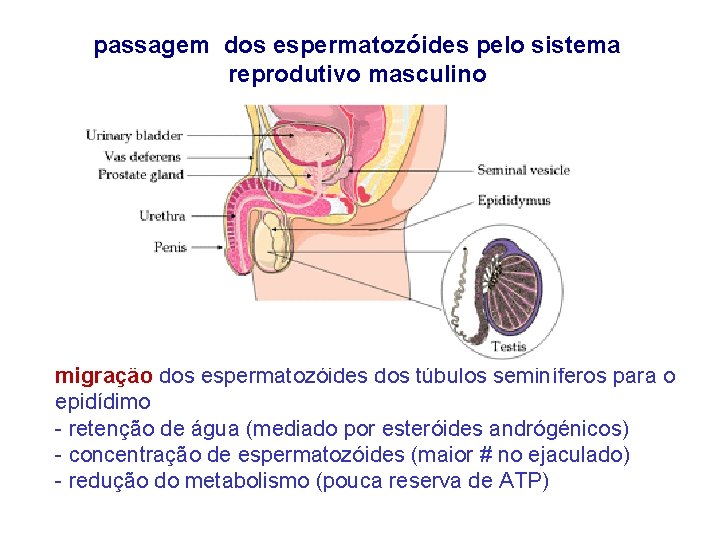 passagem dos espermatozóides pelo sistema reprodutivo masculino migração dos espermatozóides dos túbulos seminíferos para